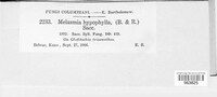 Melasmia hypophylla image